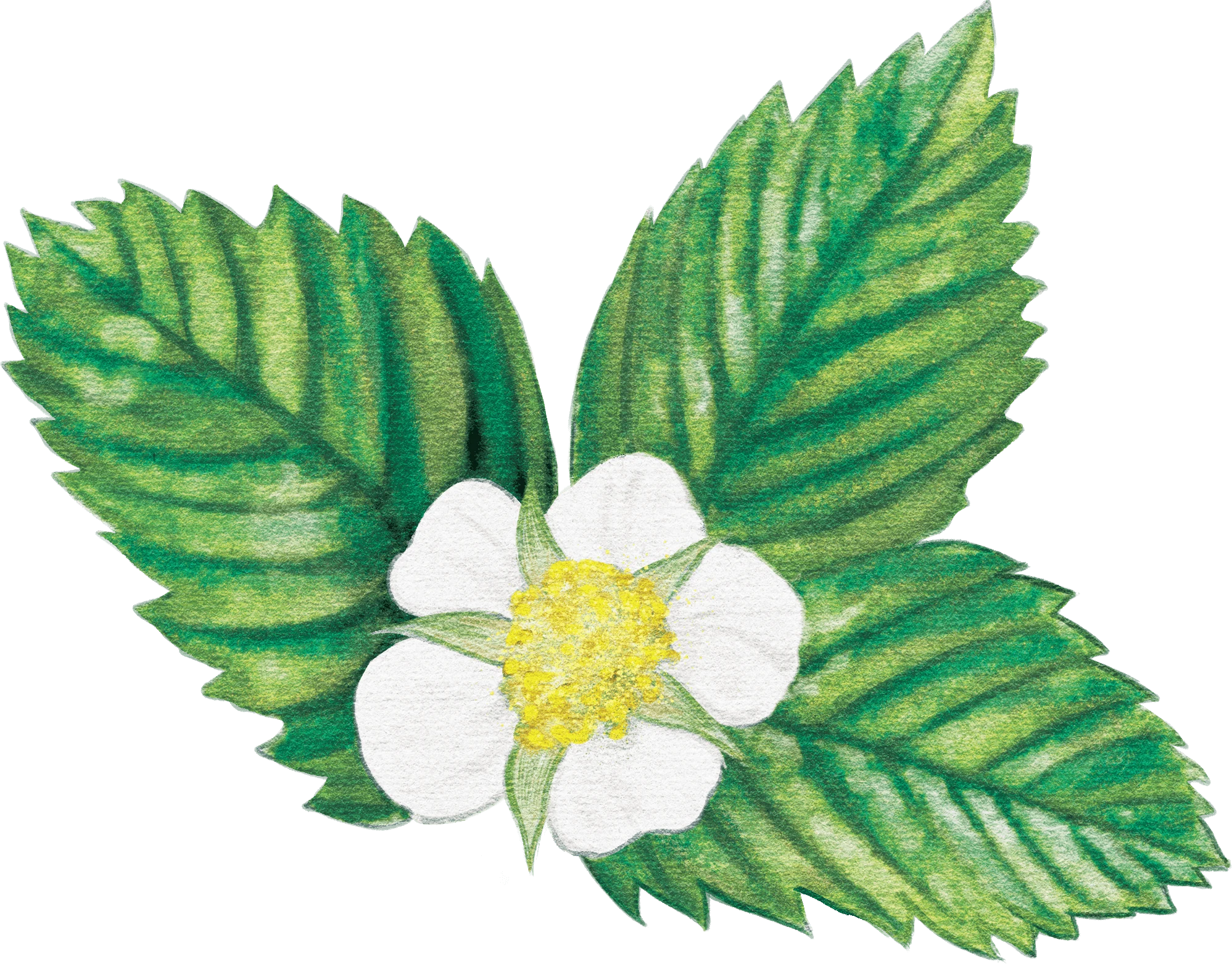 05 / Blossom study