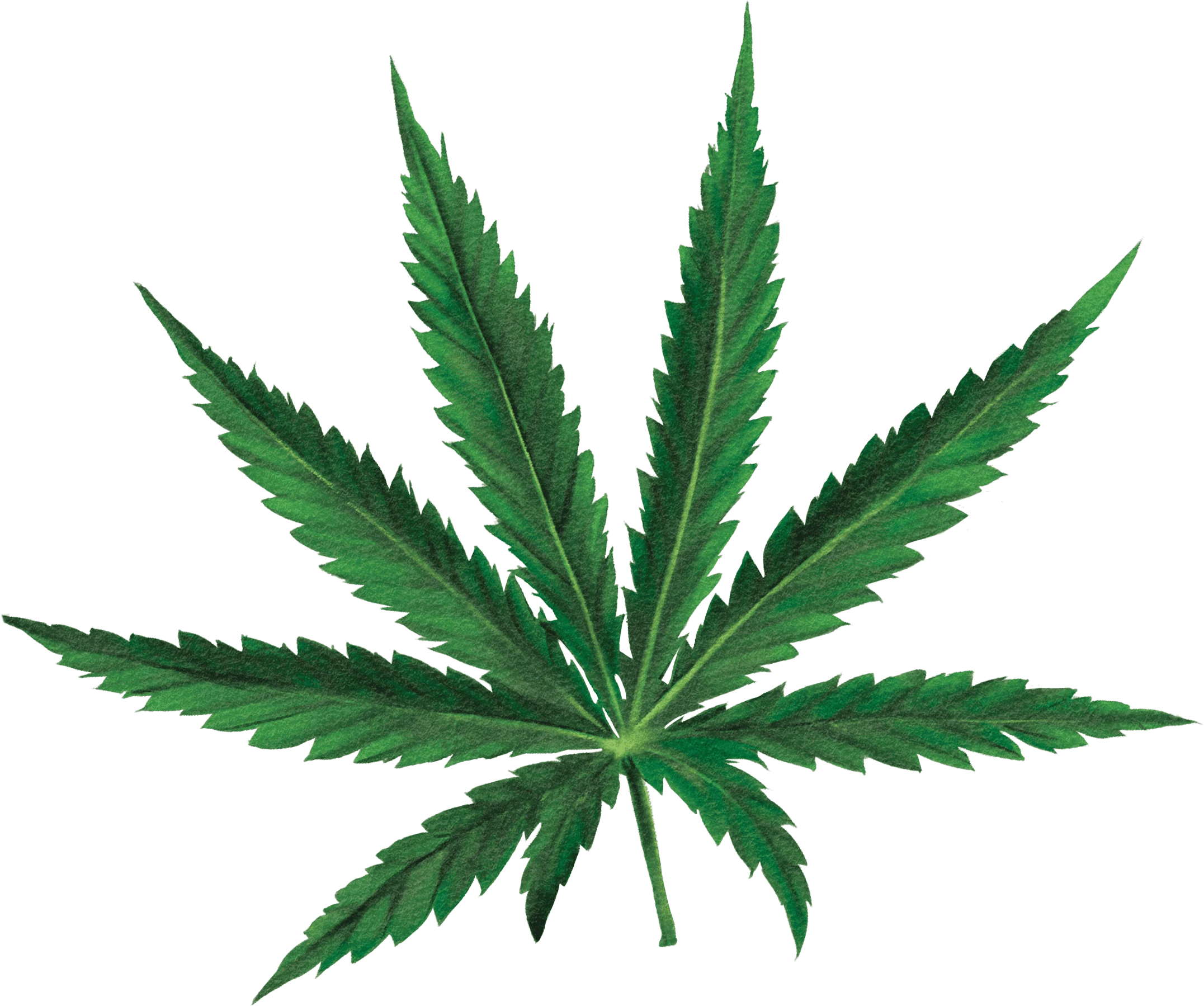06 / Cannabis foliage