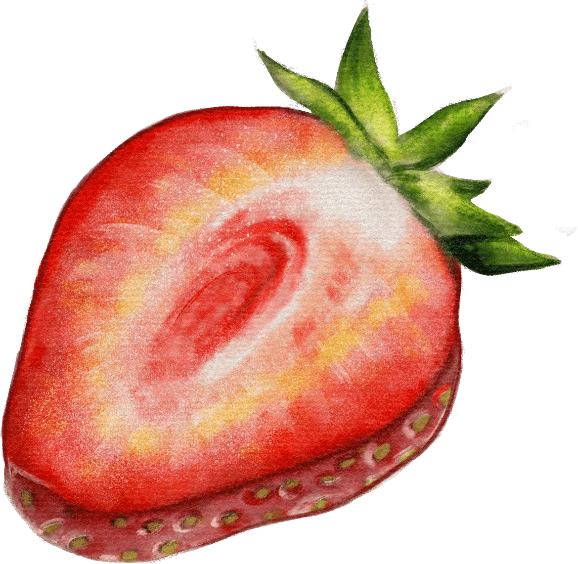 02 / Strawberry cross-section / 01