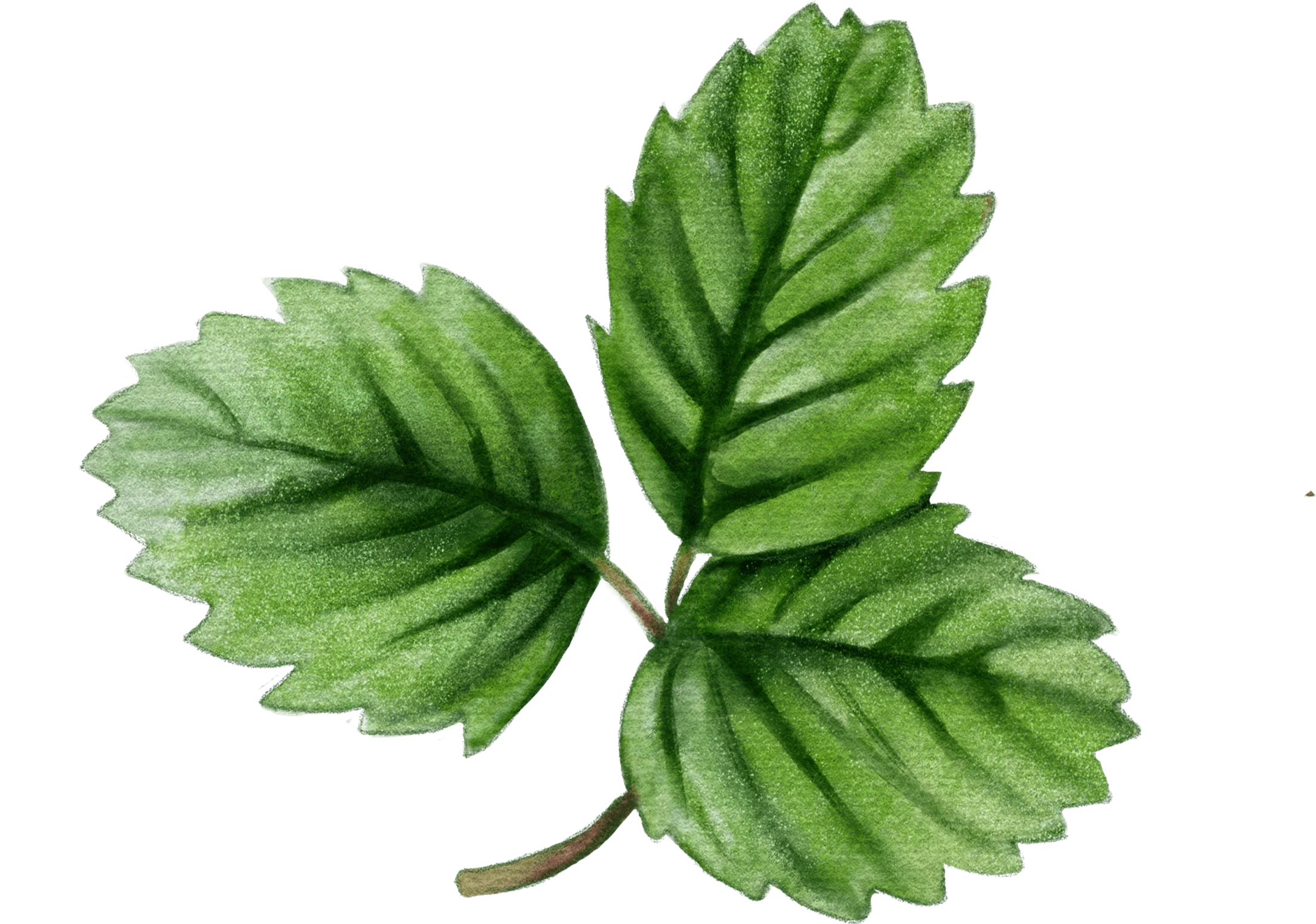 04 / Strawberry leaves