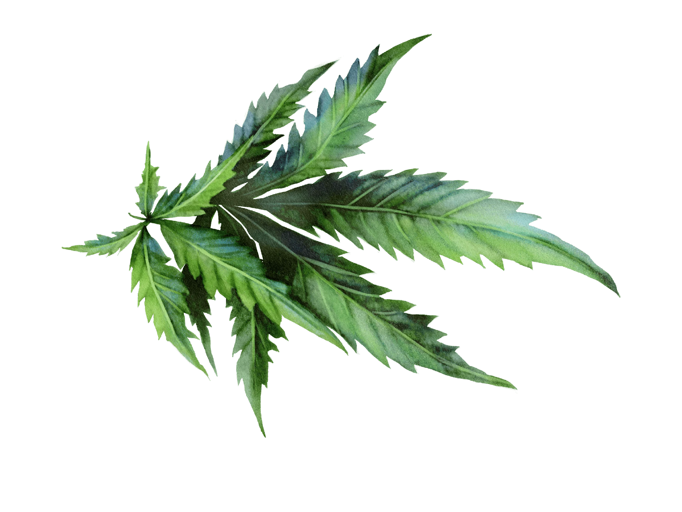 18 / Cannabis / angled leaves