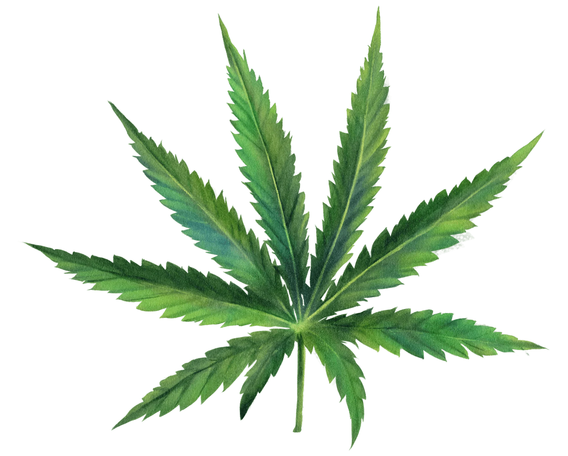 14 / Cannabis / fan leaf