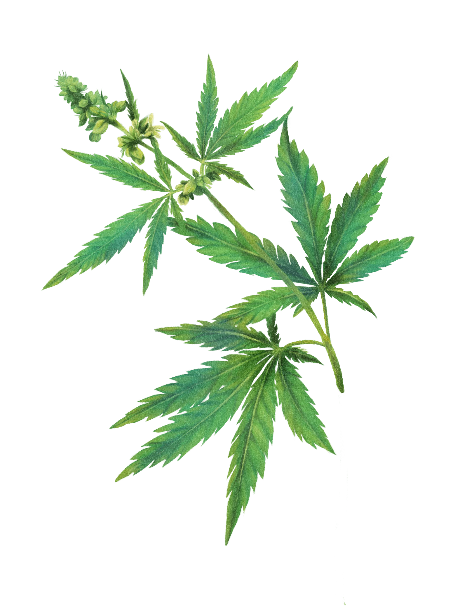 15 / Cannabis / flowering stem