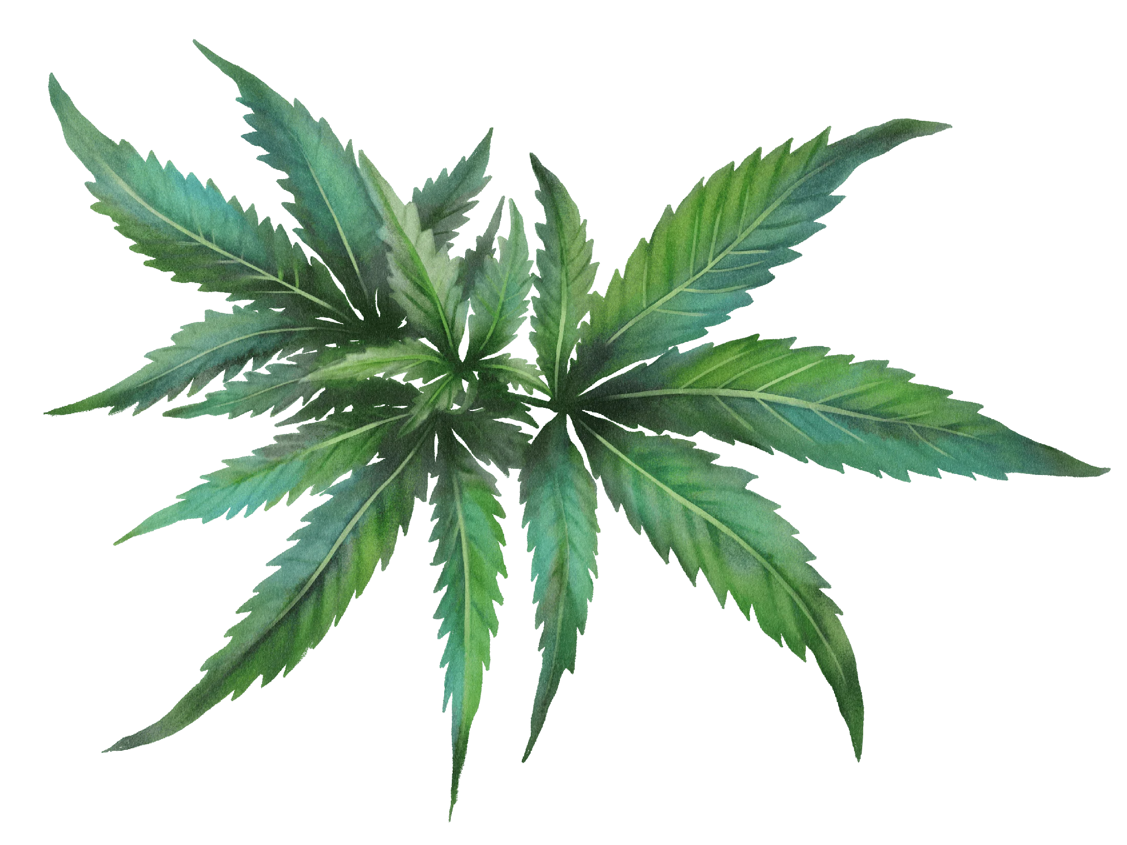 19 / Cannabis / layered leaves