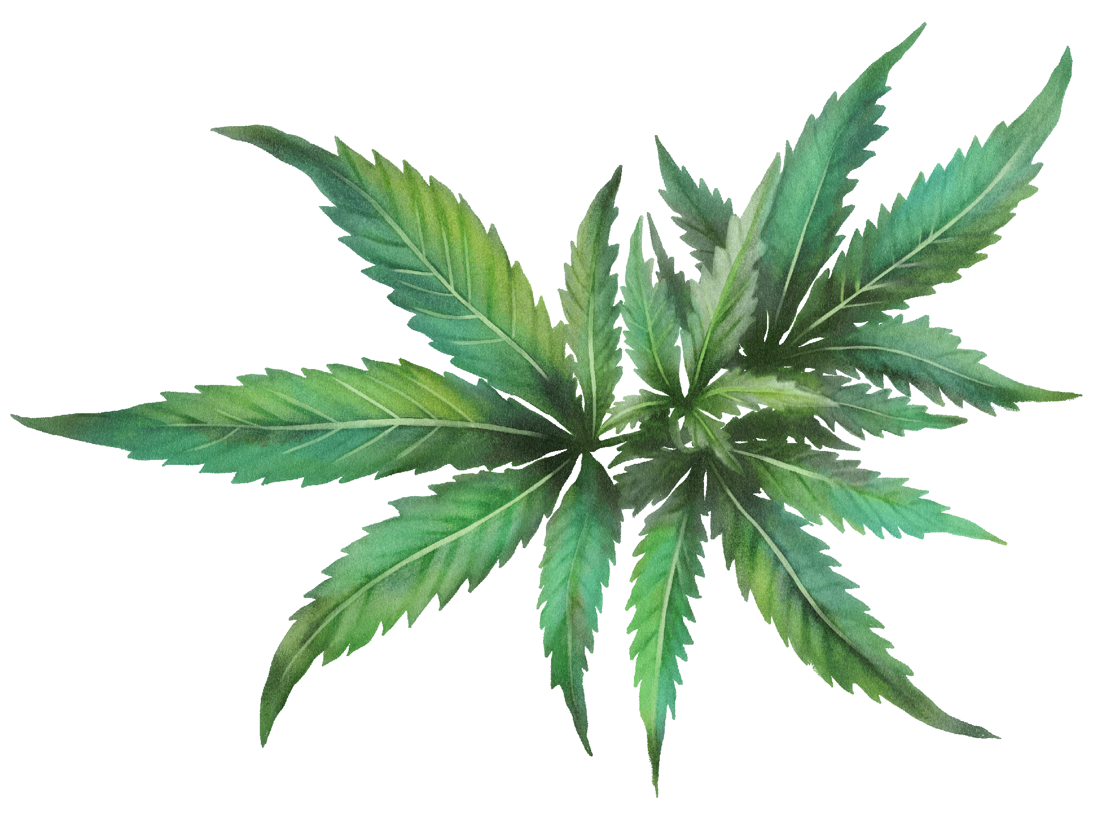 17 / Cannabis / paired leaves
