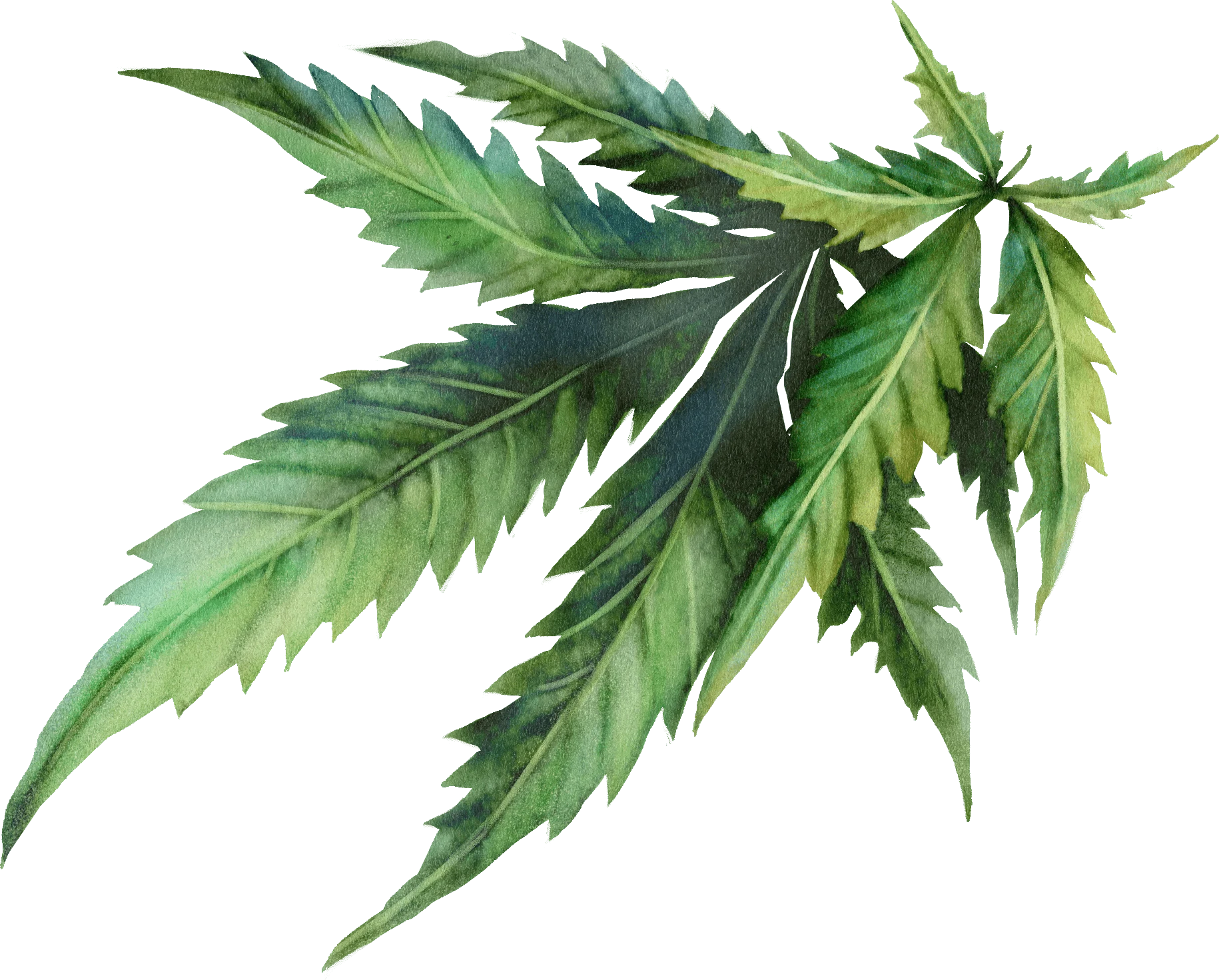 16 / Cannabis / watercolor leaves