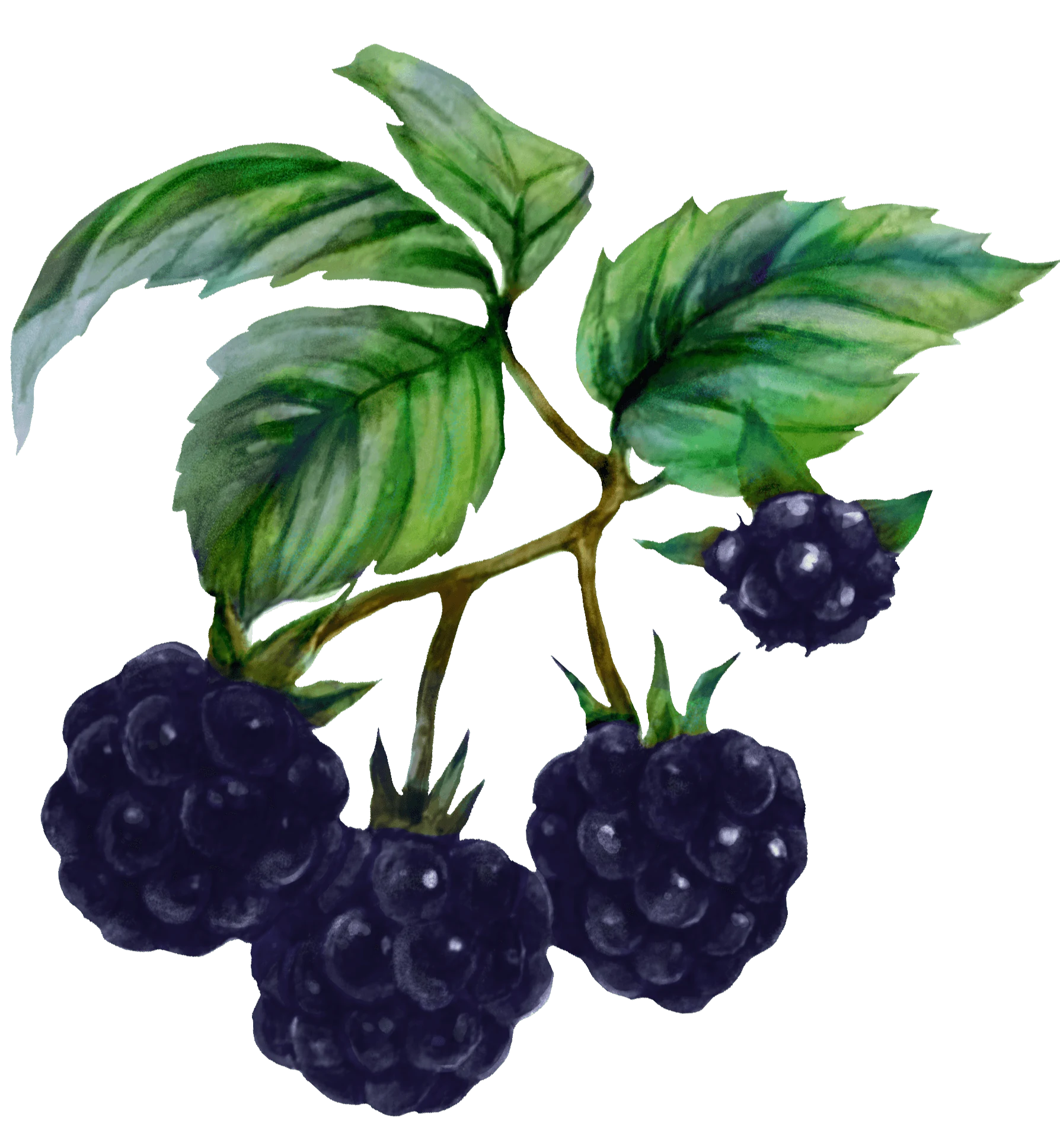 02 / Blackberry branch