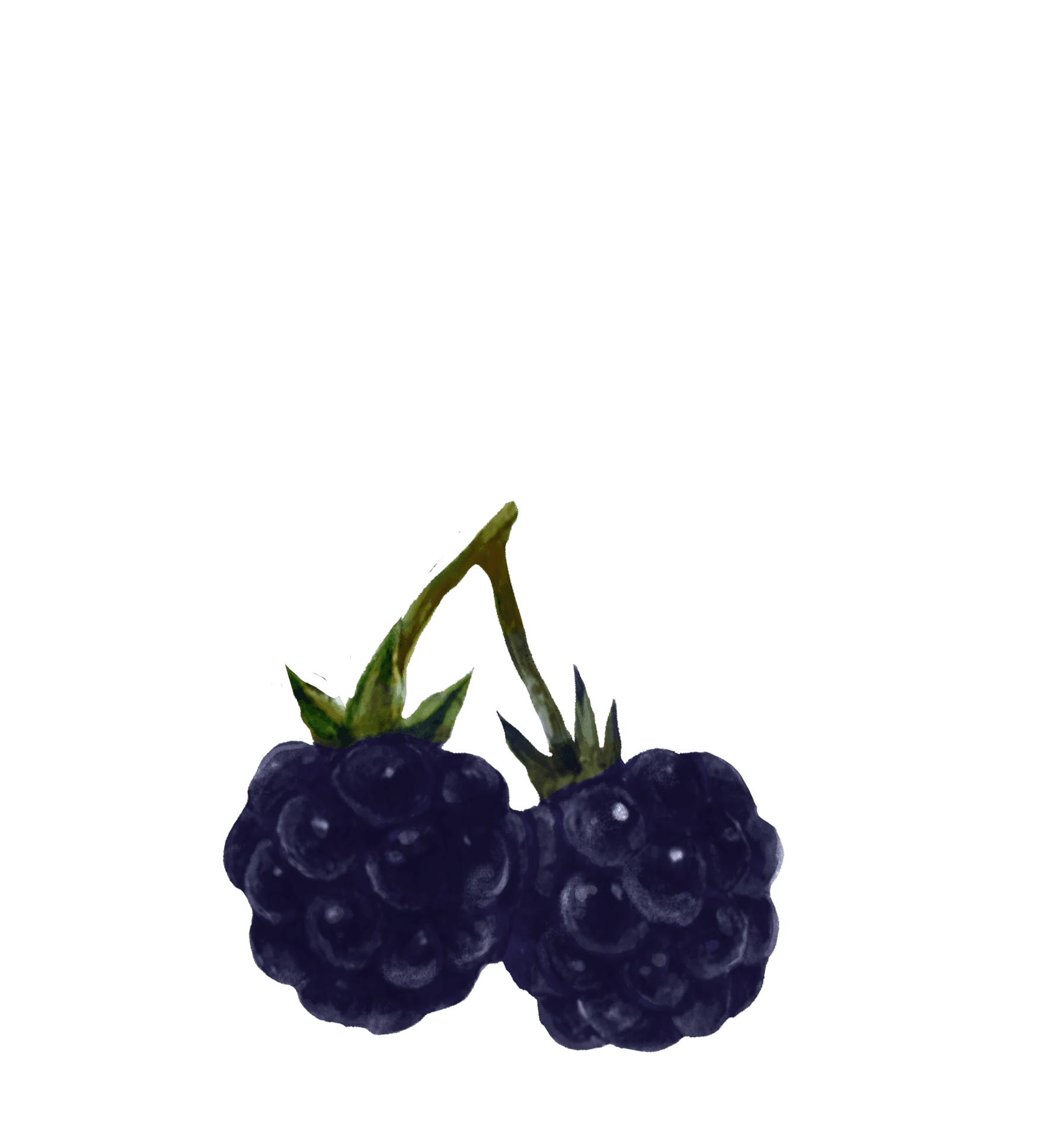 05 / Blackberry pair