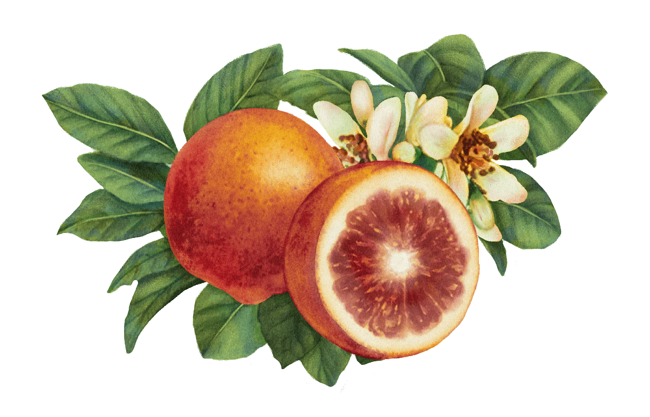 08 / Blood orange