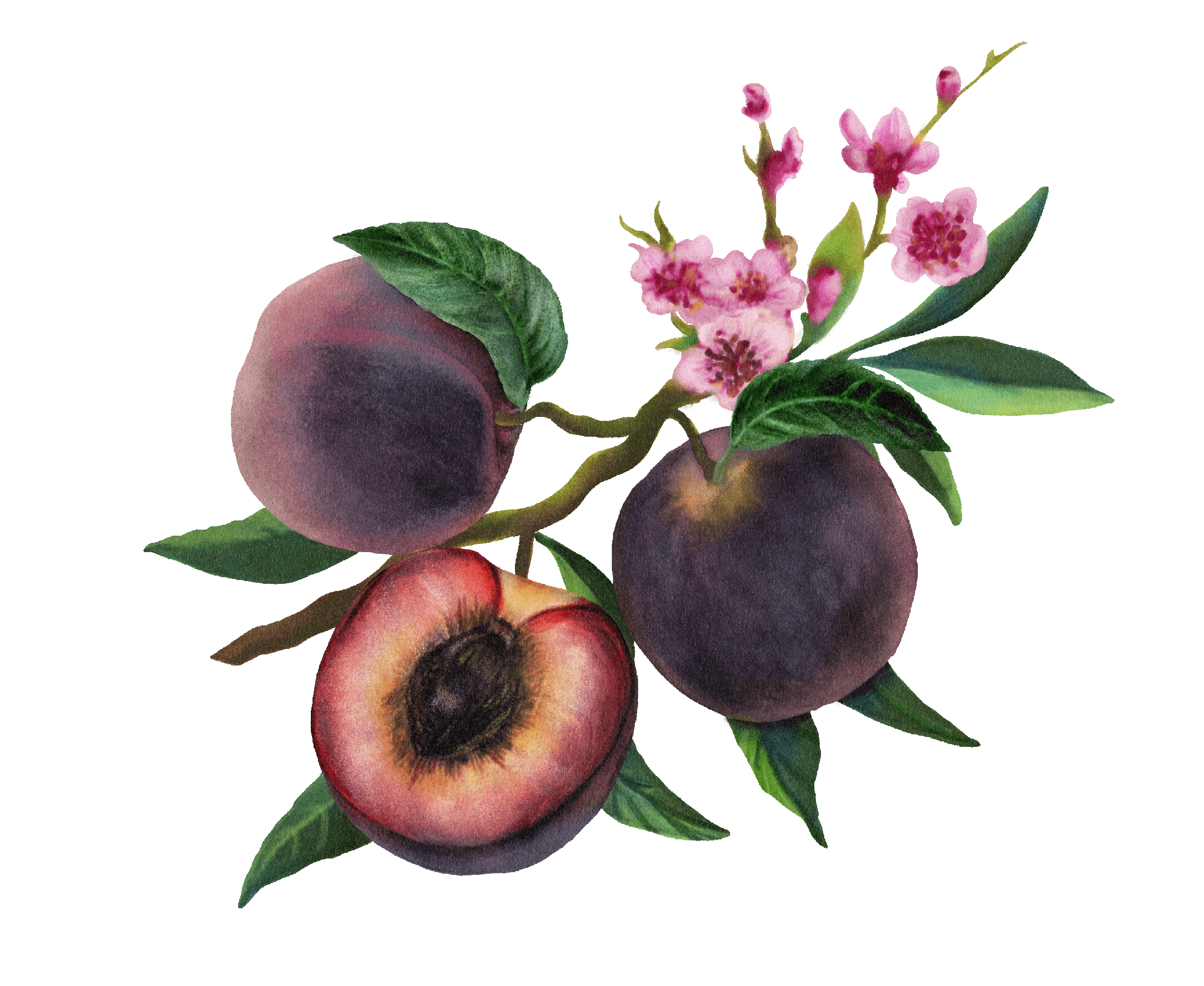 07 / Blood peach
