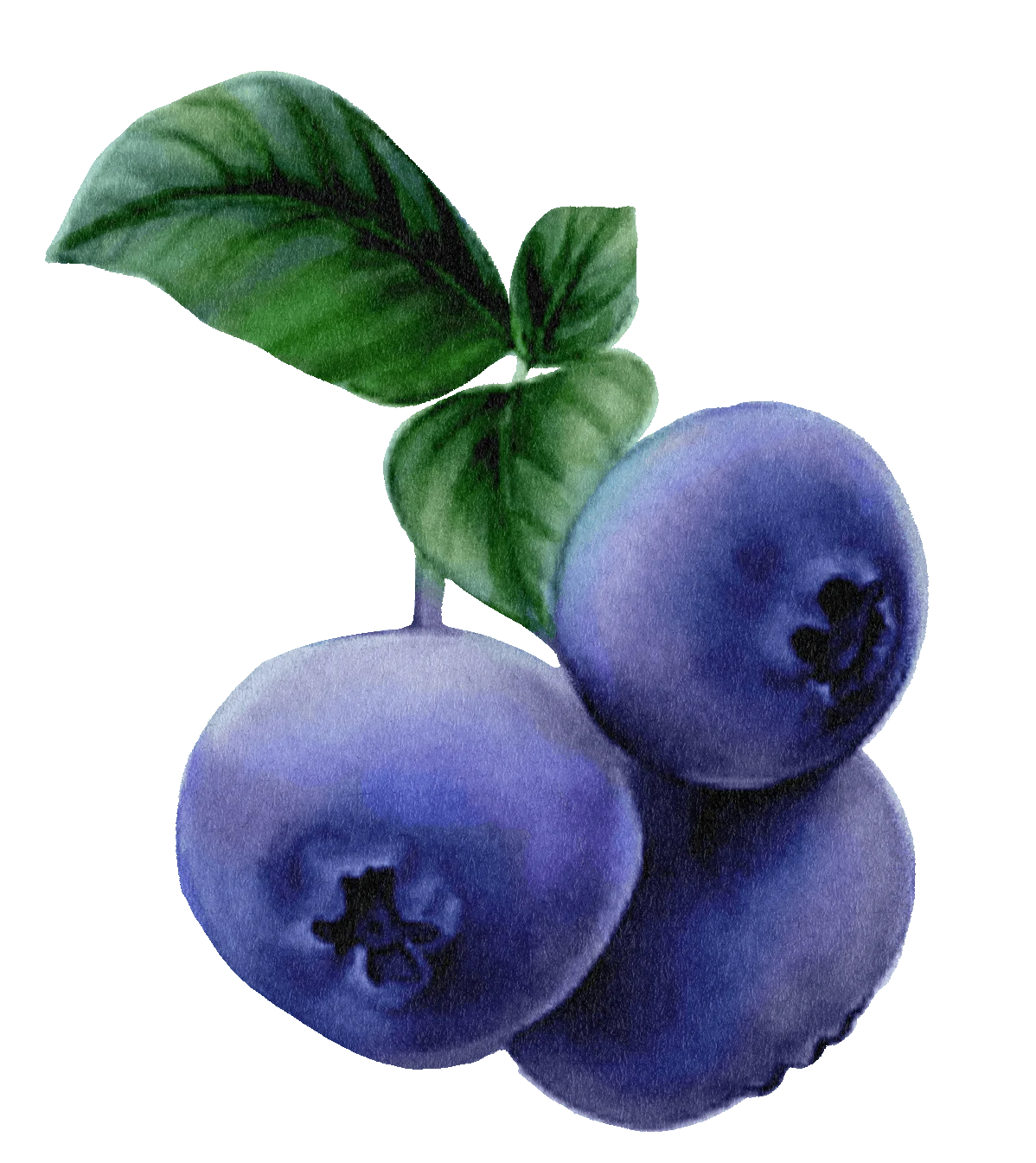 01 / Blueberries