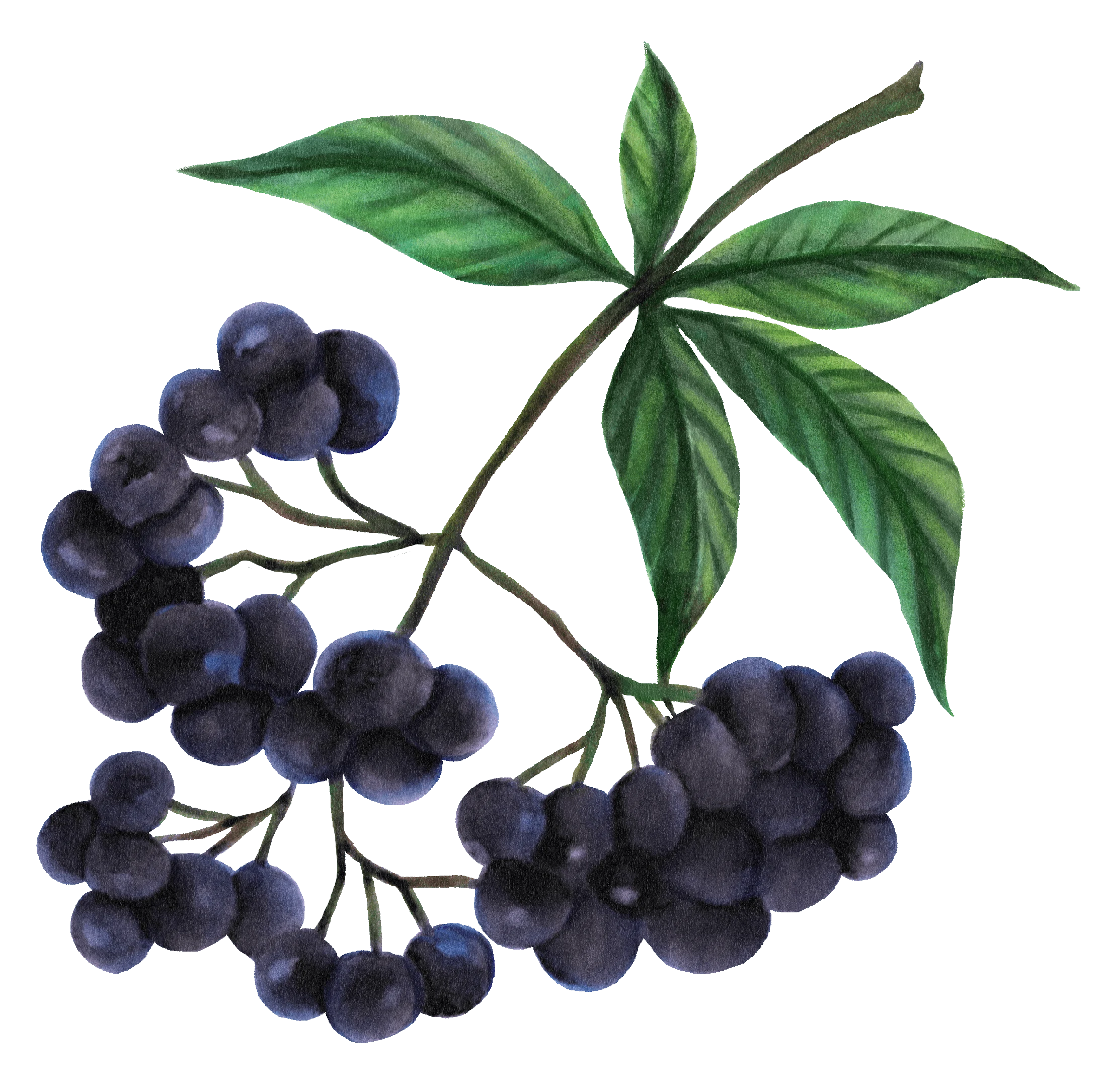 04 / Elderberries