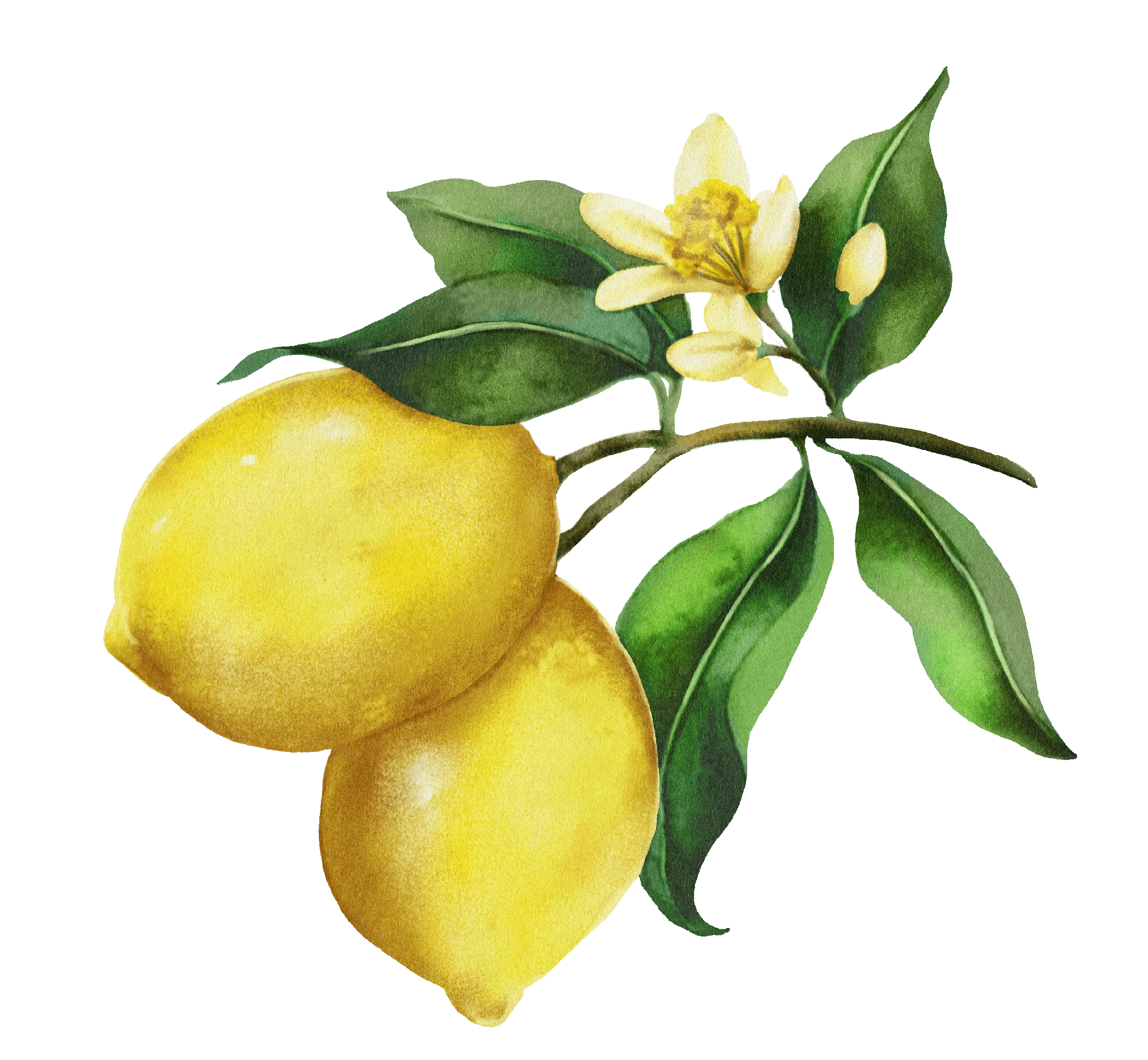 09 / Lemon branch