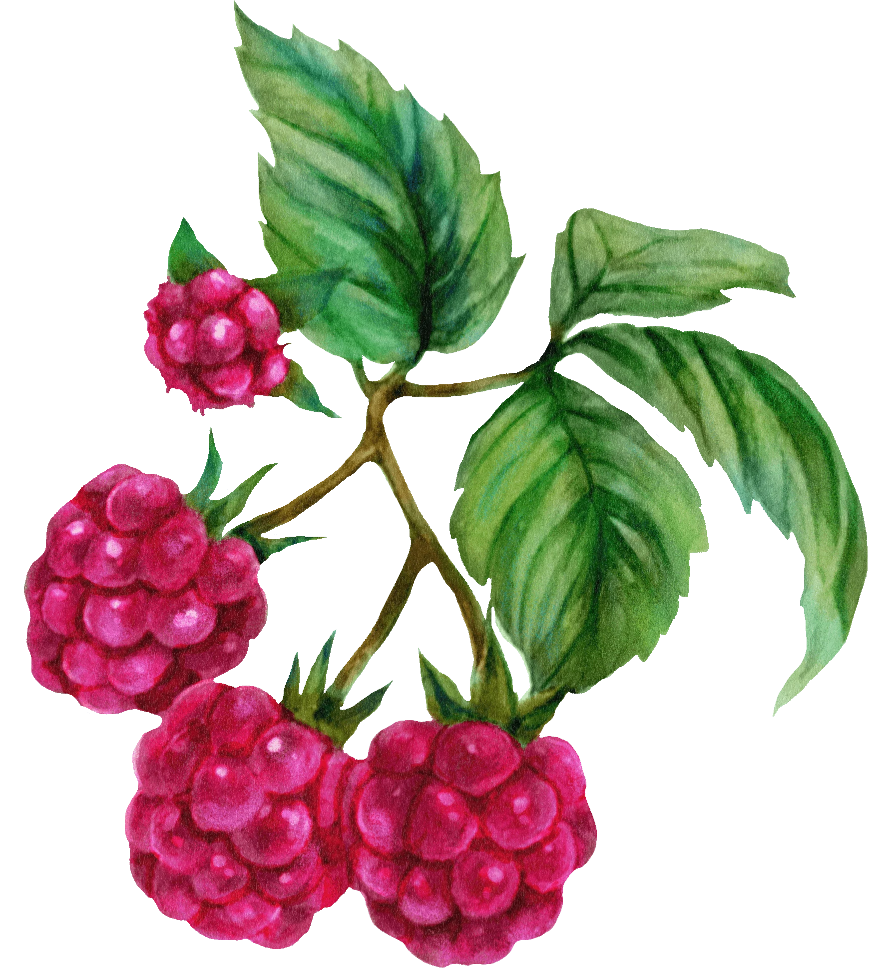 03 / Raspberry branch