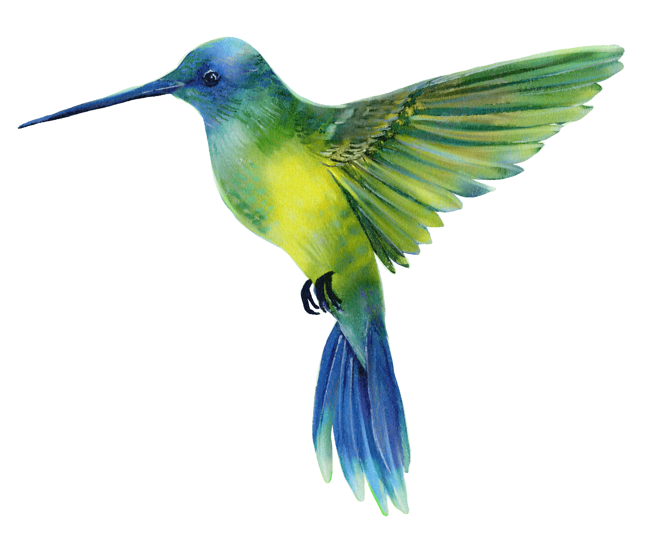 Color study / green & blue