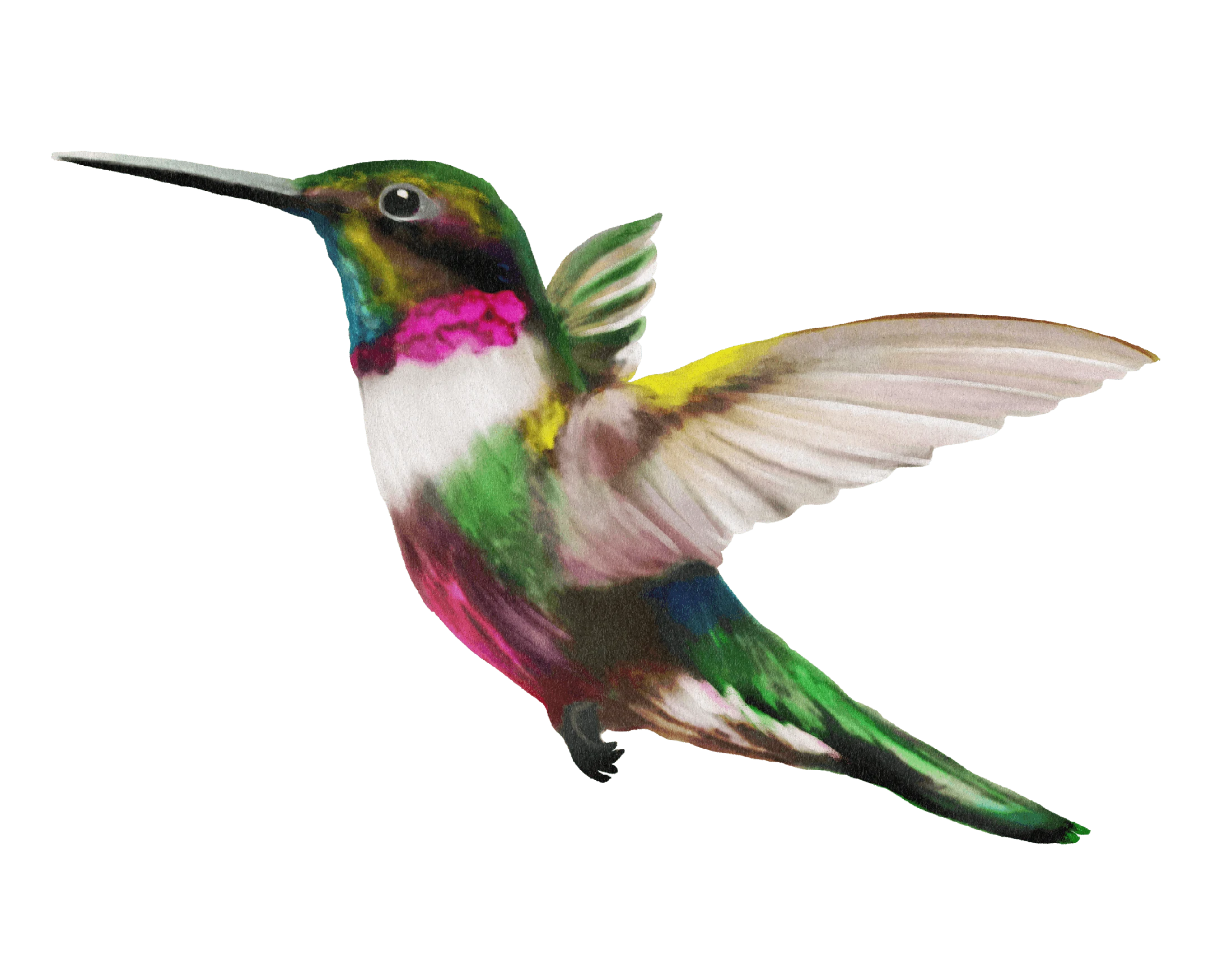 Color study / magenta & green
