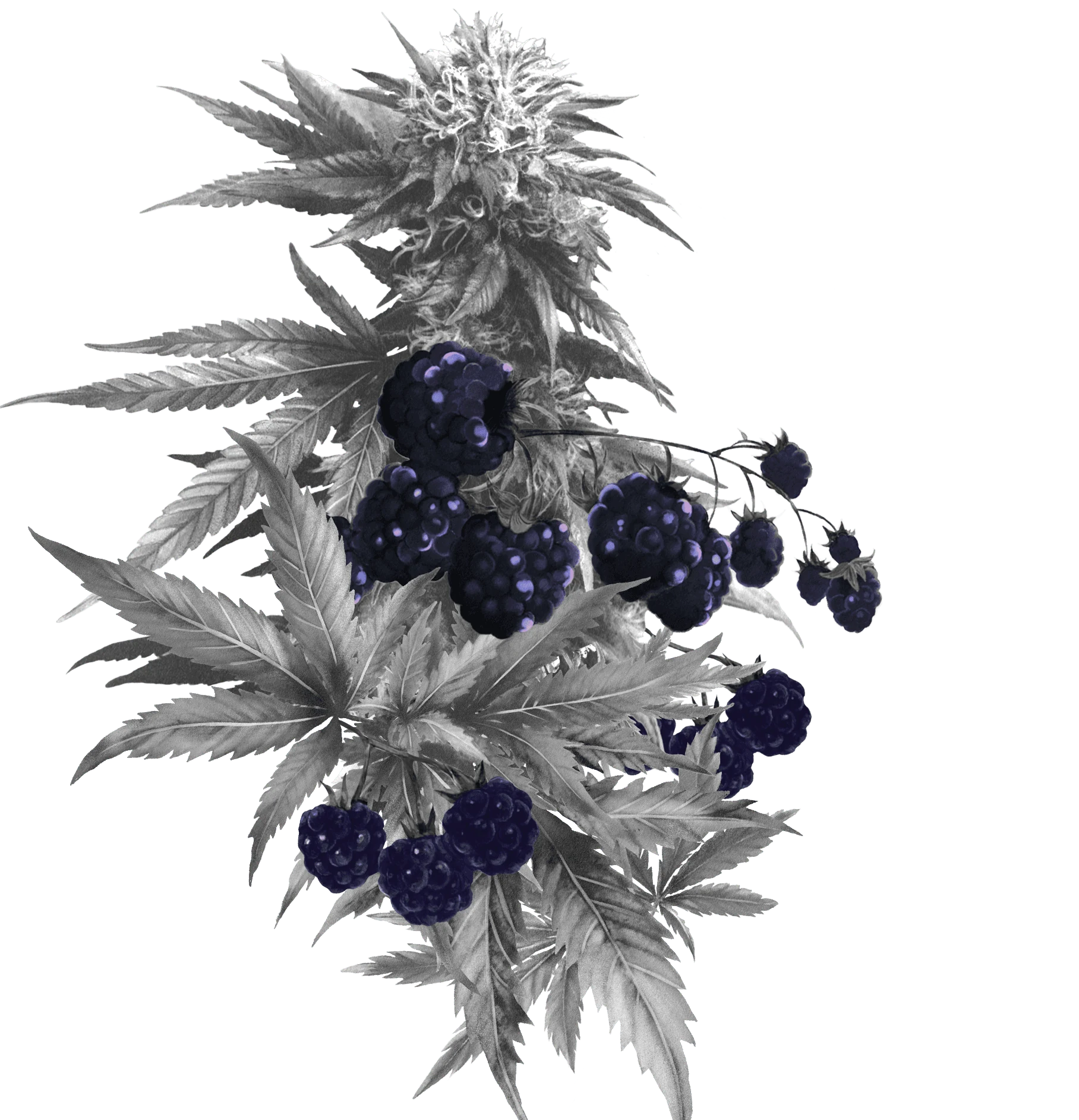 Blackberry / color & monochrome