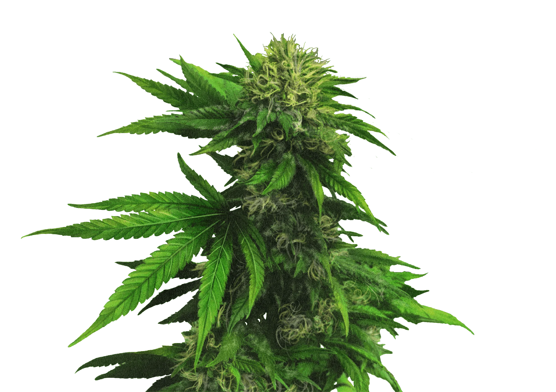 Original hand-drawn cannabis study